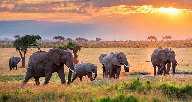 Free ai generated elephants sunset illustration