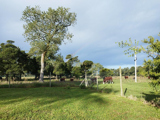 Free Field Cows photo and picture
