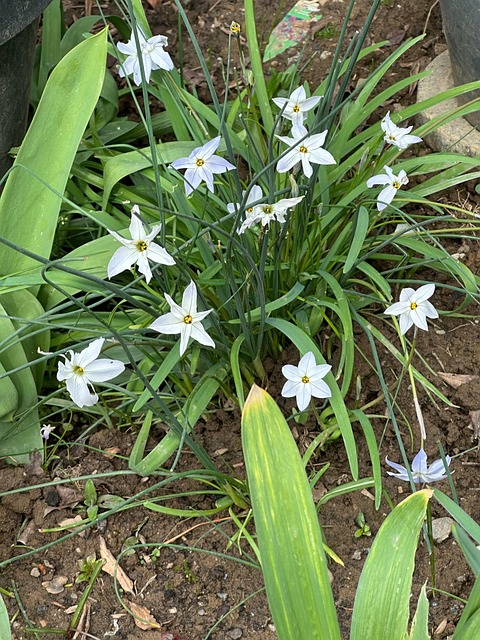 Free Garden Flower photo and picture