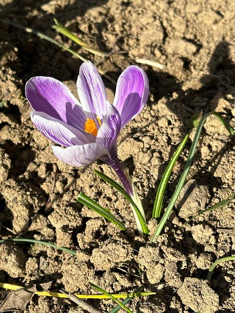 Free Garden Spring photo and picture
