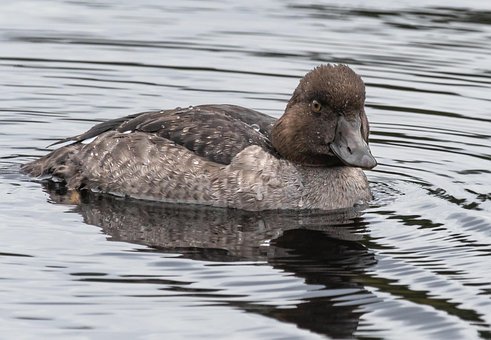 Free Duck Bird photo and picture