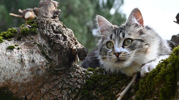 Free Cat Kitty photo and picture