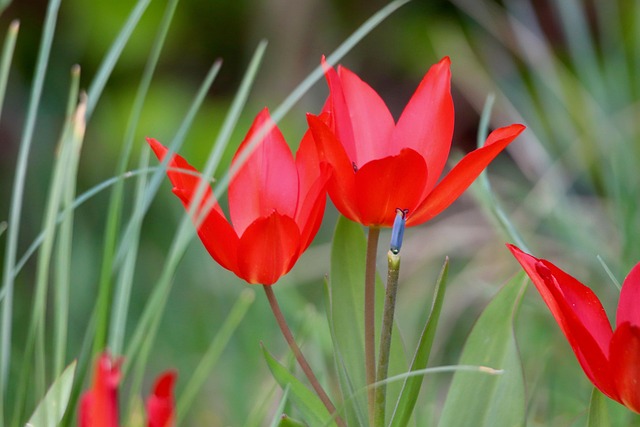 Download free HD stock image of Tulip Beautiful Flowers Free Tulip Beautiful Flowers photo and picture