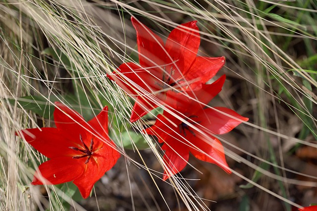 Download free HD stock image of Tulip Tulipa Free Tulip Tulipa photo and picture