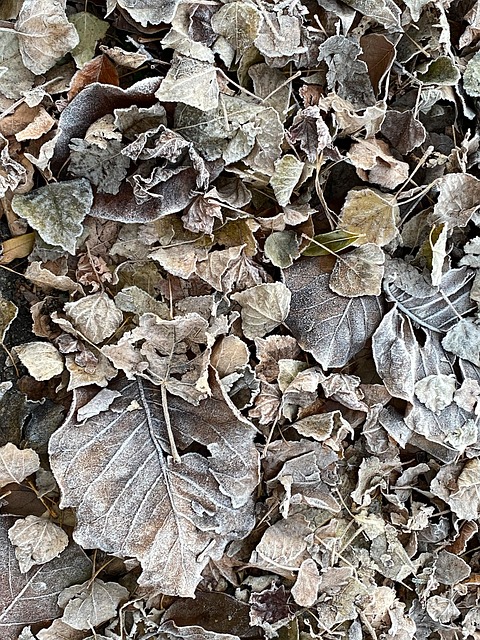 Brina, Herbst, Winter, Kalt, Laub
