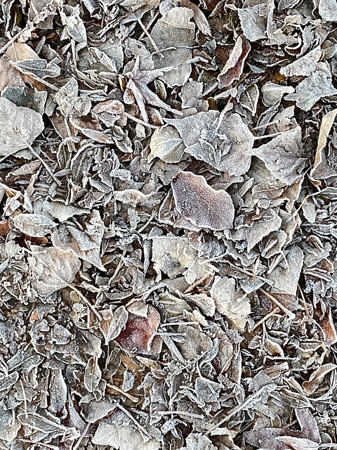Natur, Blade, Løv, Frost, Is, Kold