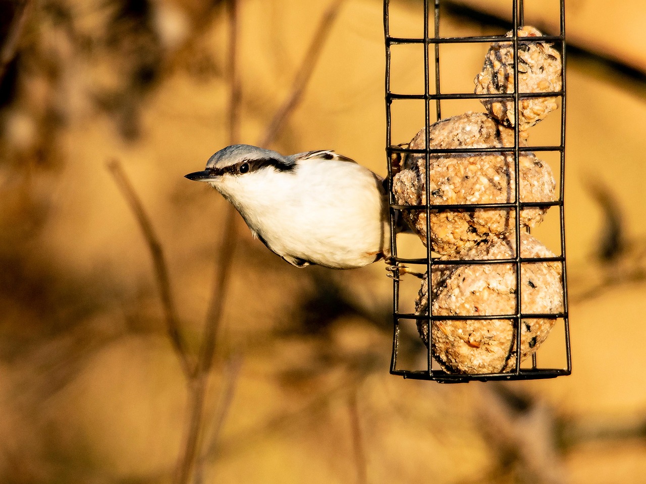 Bird Beak Wings - Free photo on Pixabay - Pixabay