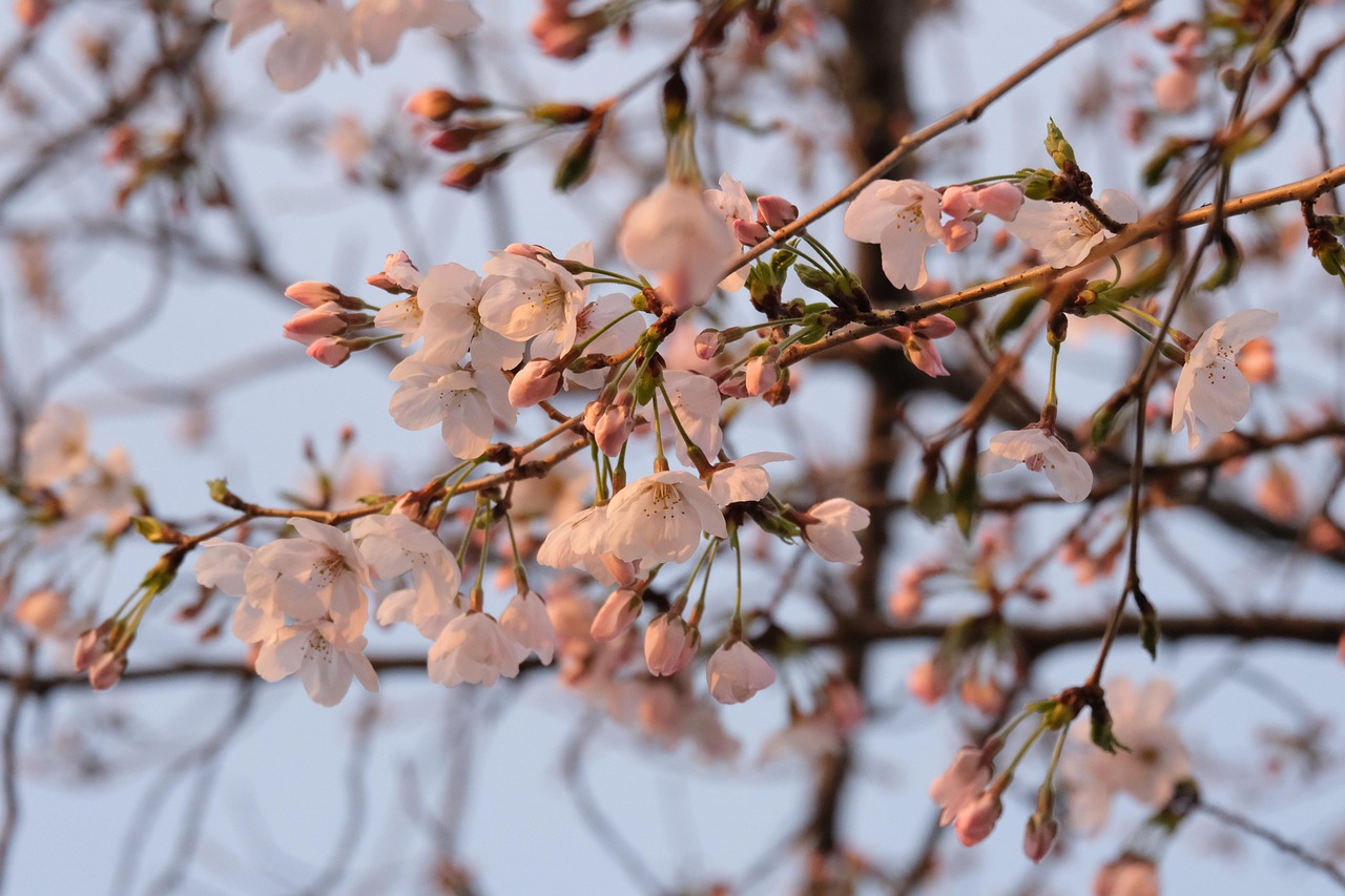 Cerisier Fleurs De - Photo gratuite sur Pixabay - Pixabay