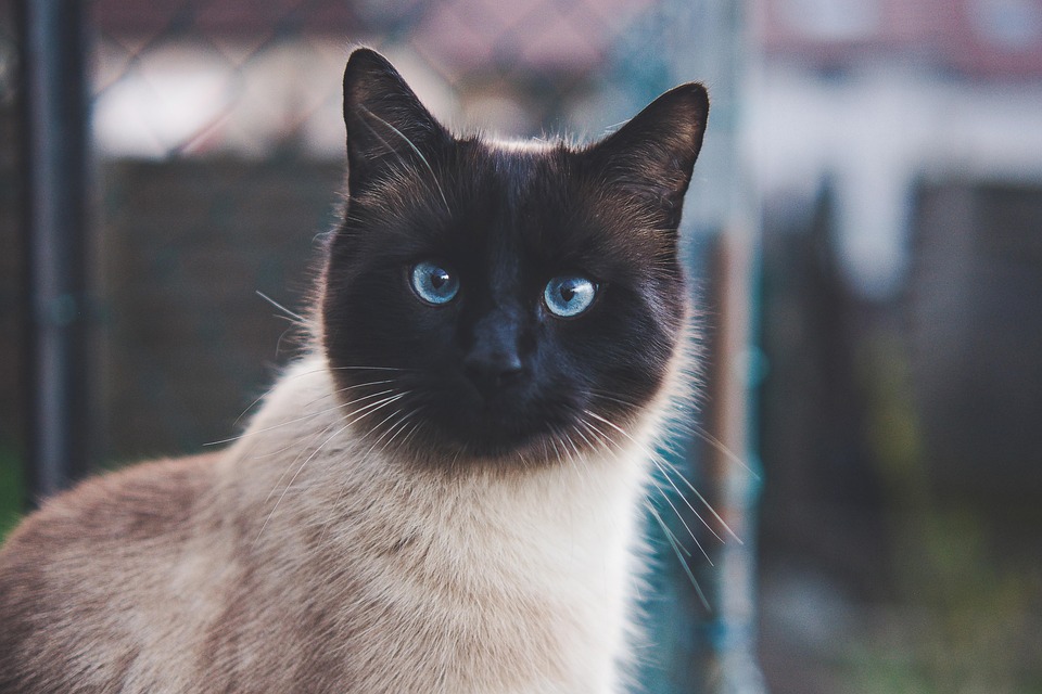 Cat Feline Siamese Blue - Free photo on Pixabay - Pixabay