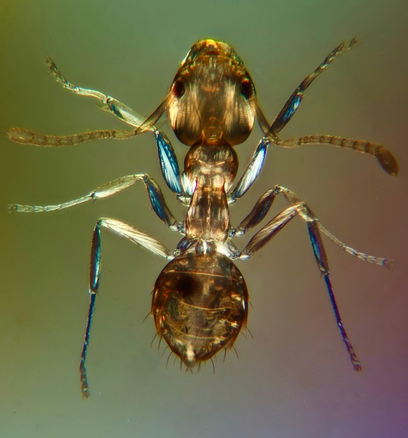 Free Insect Nature photo and picture