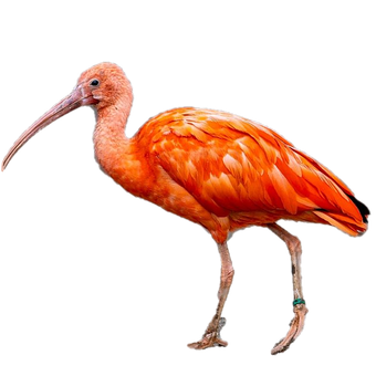 Ibis, Vogel, Tier, Rosa, Scharlachrot