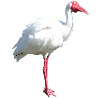 Ibis, Weiß, Vogel, Weißer Ibis, Tier