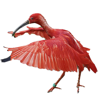 Ibis, Vogel, Tier, Rosa, Scharlachrot