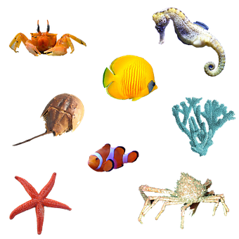 Fische, Seepferdchen, Falterfisch