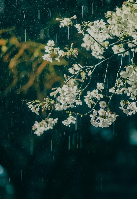 Free Raining Blossom photo and picture