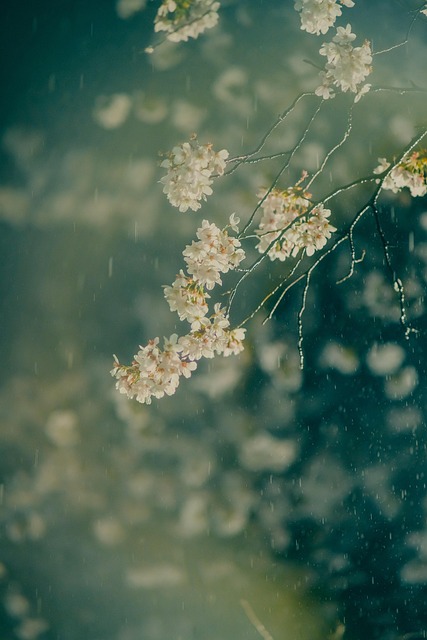 Free Raining Flower photo and picture