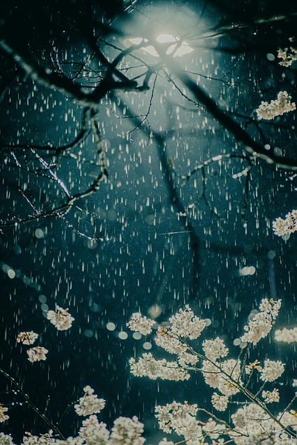 Free Raining Blossom photo and picture