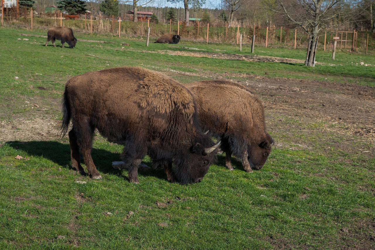 Free Buffalo Safari photo and picture
