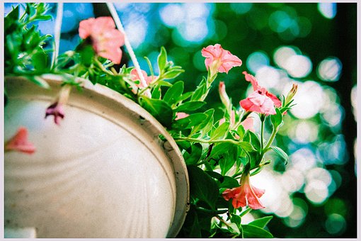 Free Flower Leaves photo and picture