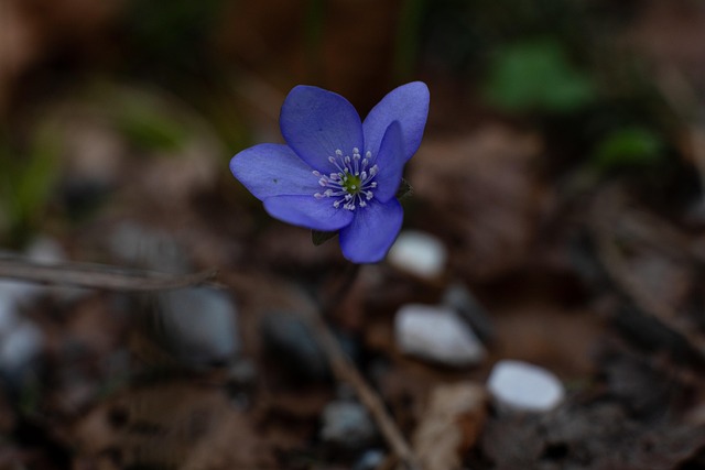 Flor, Naturaleza, Flora, Primavera, Azul