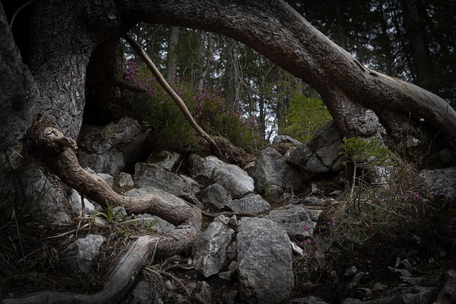 Árbol, Raíz, Naturaleza, Bosque, Verde