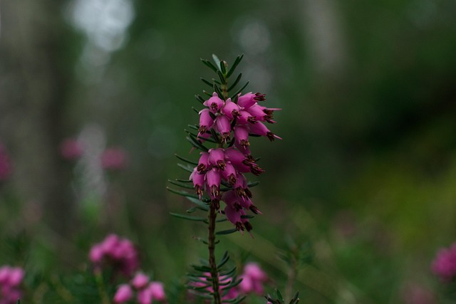 Flor, Brezo, Brezo De Invierno