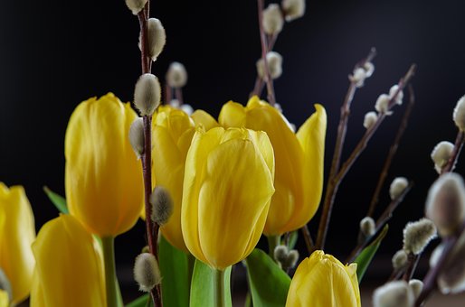 Free Tulips Flowers photo and picture