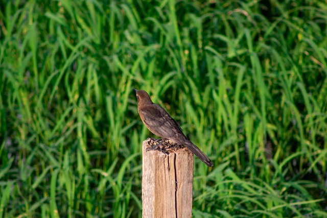 Vogel, Dier, Pennen, Fauna, Ornithologie