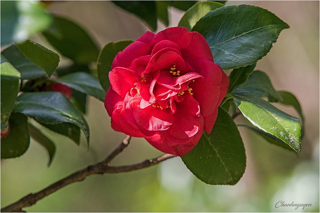 Free Flower Red photo and picture