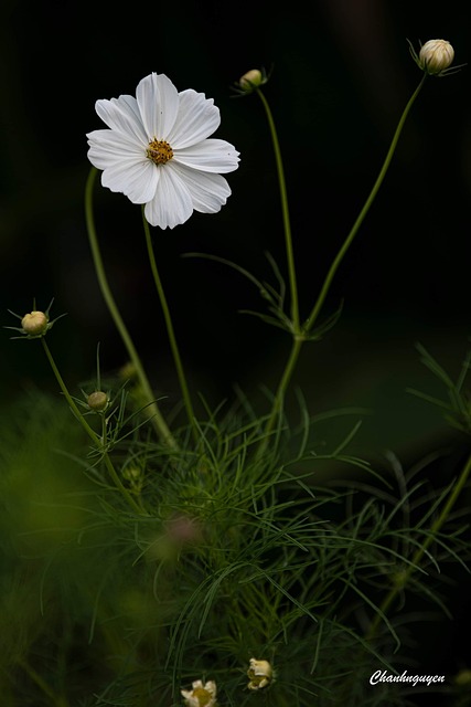 Free Flower Plain photo and picture