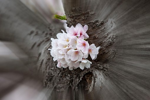 Free Cherry Blossom Spring photo and picture