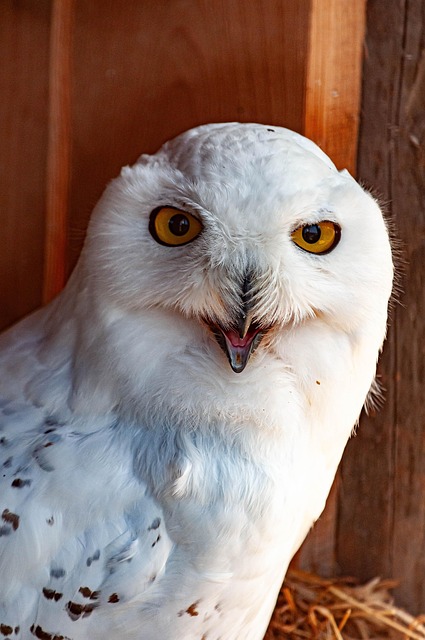 Eule, Vogel, Tier, Raubvogel, Tierwelt