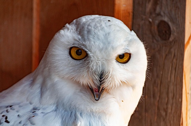 Eule, Natur, Vogel, Tier, Federn, Fauna
