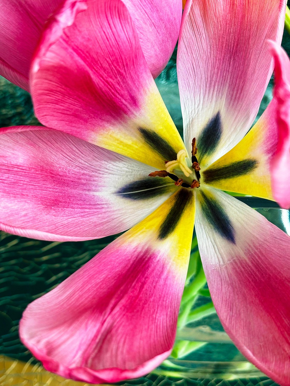 Bunga Tulp Mekar Untuk Mewarnai - Foto gratis di Pixabay - Pixabay