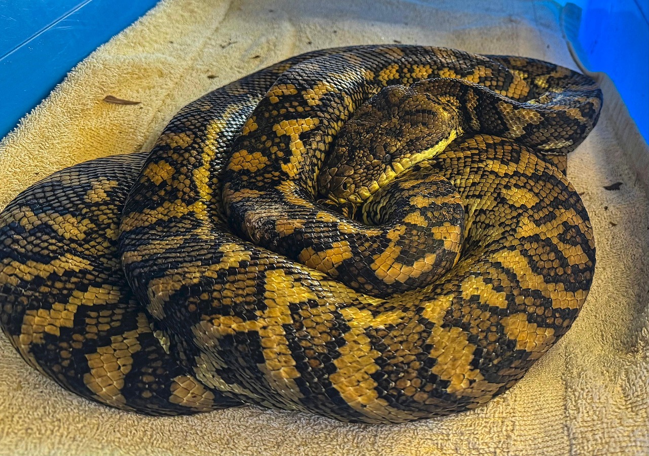 Python Enroulé Tapis - Photo gratuite sur Pixabay
