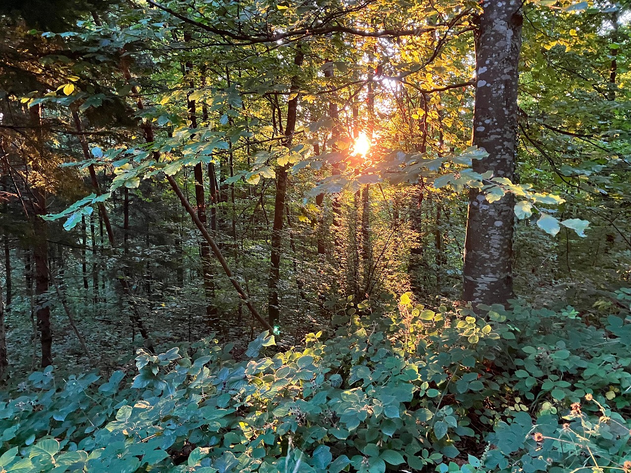 Morning Sun Summer - Free photo on Pixabay - Pixabay