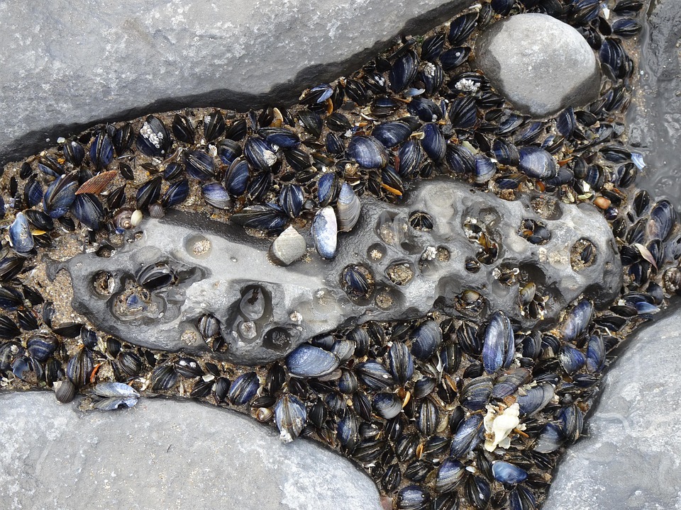 Is Snail Shellfish Ebb Shellfish Snails Close - Free photo on Pixabay - Pixabay