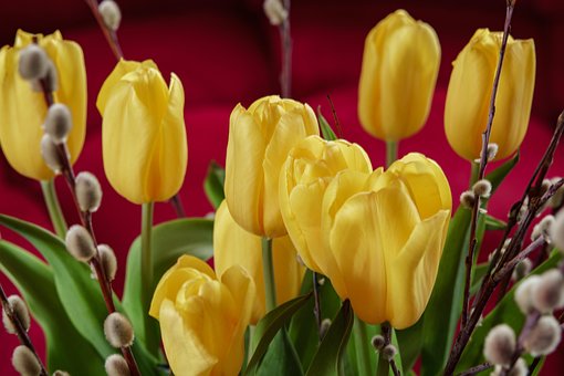 Free Tulips Beautiful Flowers photo and picture