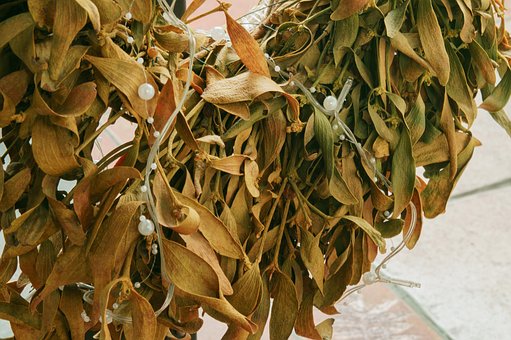 Free Leaves Nature photo and picture