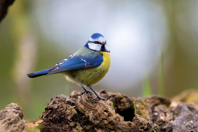 Download free HD stock image of Bird Blue Tit Free Bird Blue Tit photo and picture