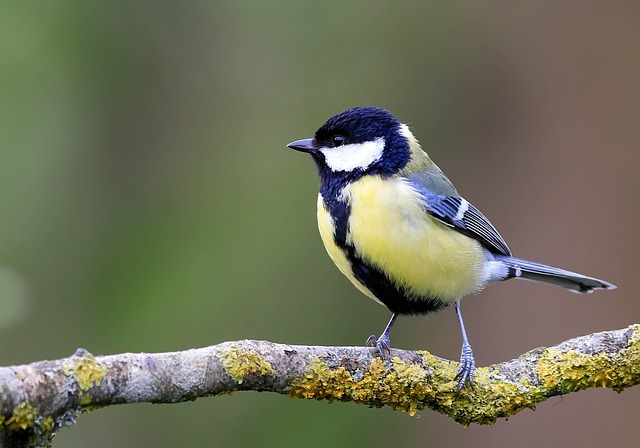 great tit, bird, forest, nesting, nature, great tit, great tit, great tit, great tit, great tit