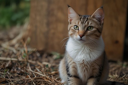 Free Cat Cute Cat photo and picture