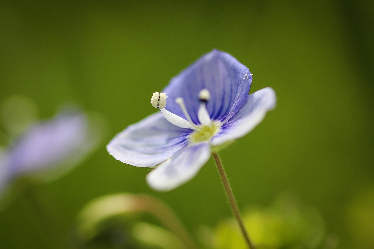 荣誉奖 花 植物 - Pixabay上的免费照片 - Pixabay