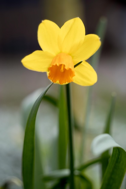 Free Flower Nature photo and picture