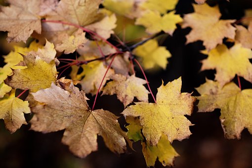Free Leaves Autumn photo and picture