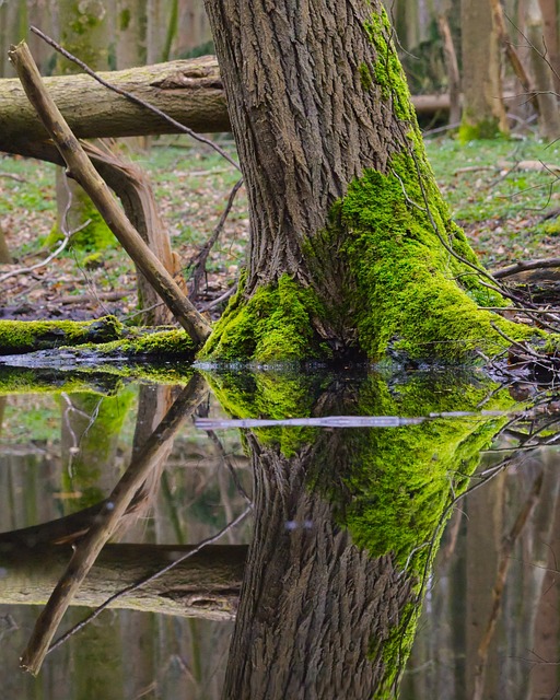 Free Tree Trunk Moss photo and picture