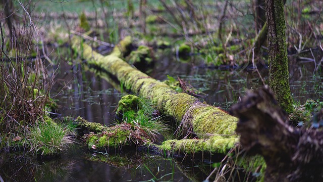 Free Tree Trunk Moss photo and picture