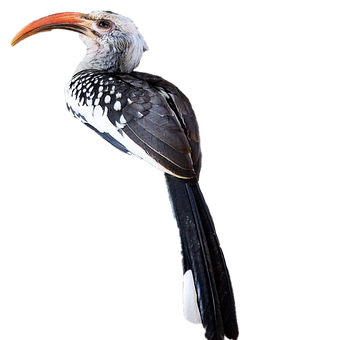 Hornbill, Vogel, Natur, Tier, Tierwelt