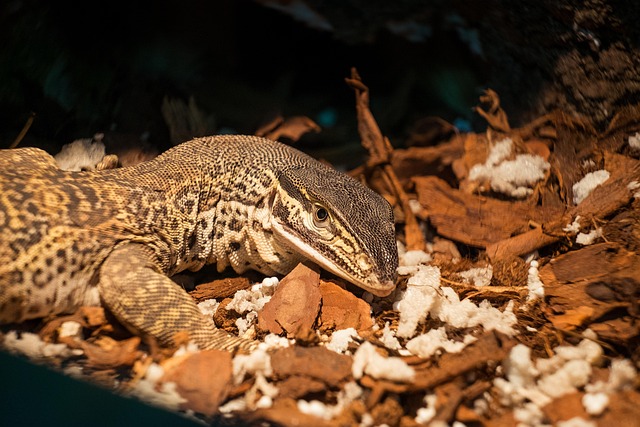 Free Dragon Lizard photo and picture