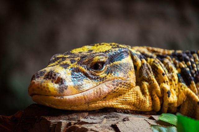 Free Dragon Lizard photo and picture